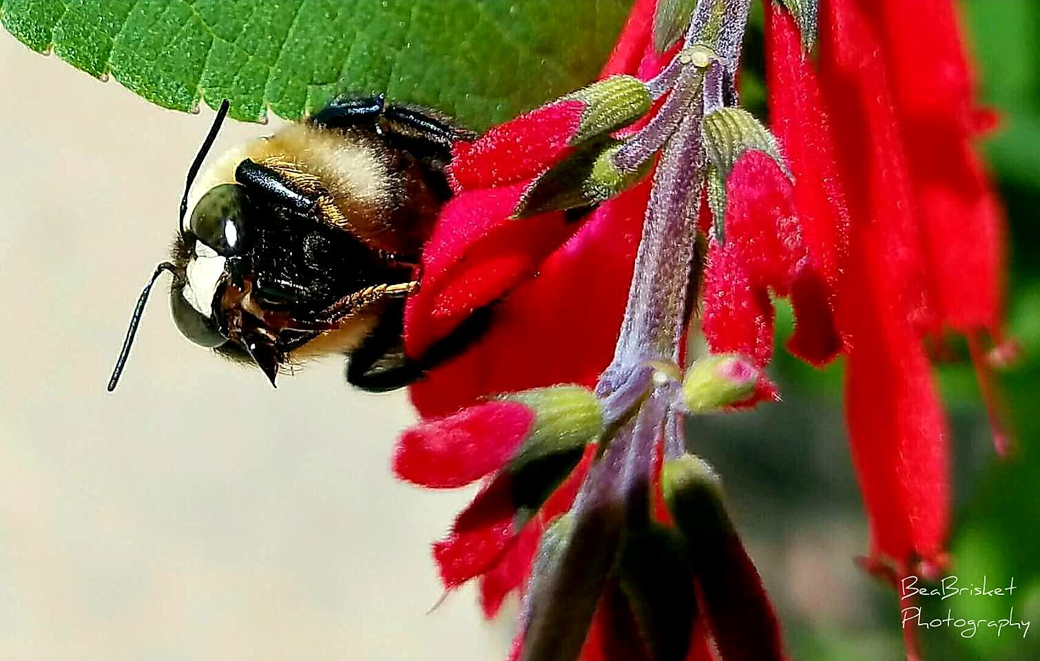 A bumblebee lands on a flower.