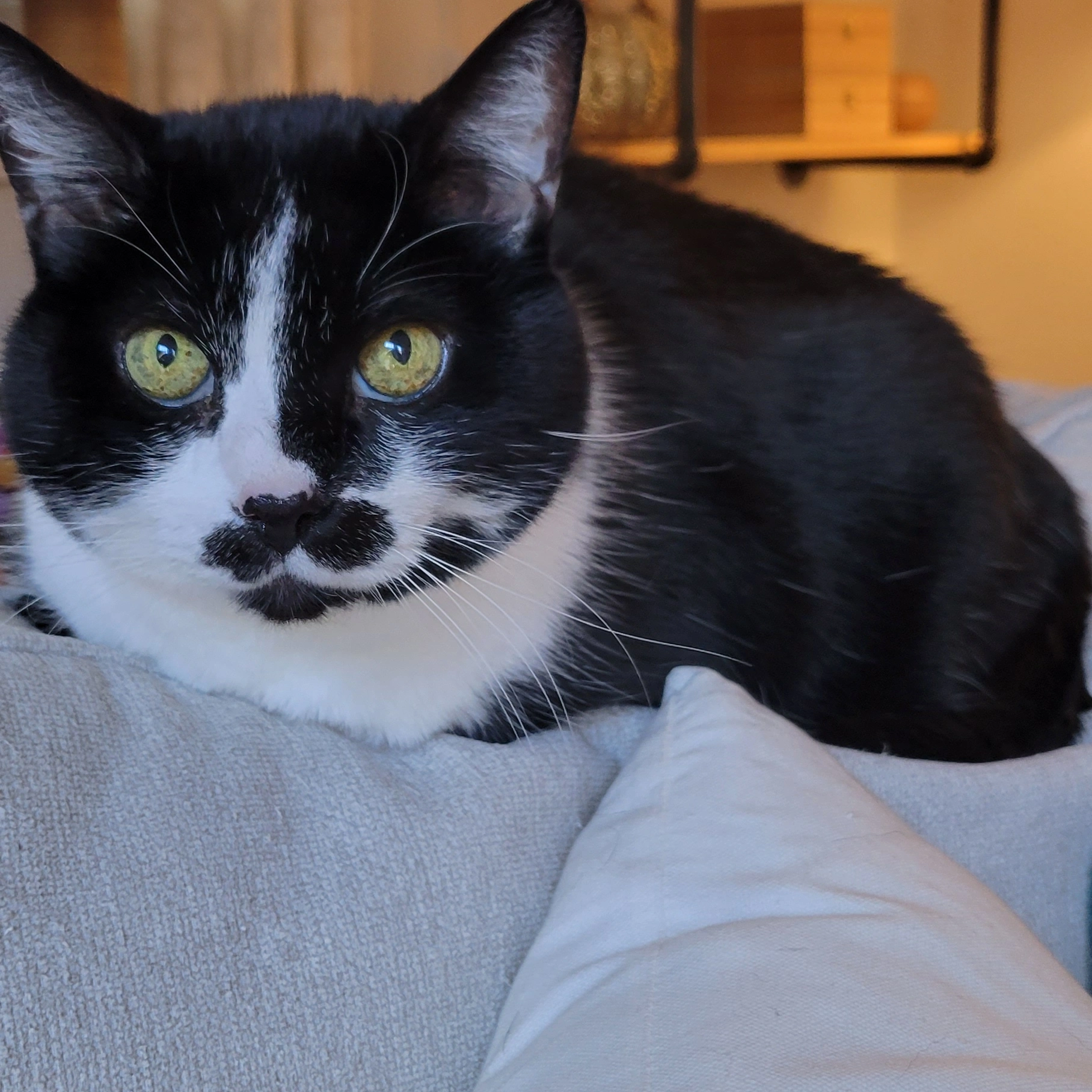 Stache the cat sits on his couch and stares deeply into the camera.