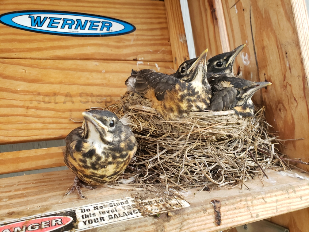 Baby birds sit in a nest on a ladder.